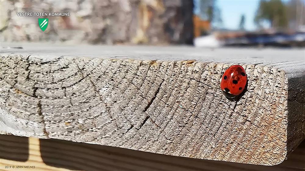 Teamsbakgrunn 20: Våren kommer, Reinsvoll. Foto: Jørn Melnes - Klikk for stort bilde