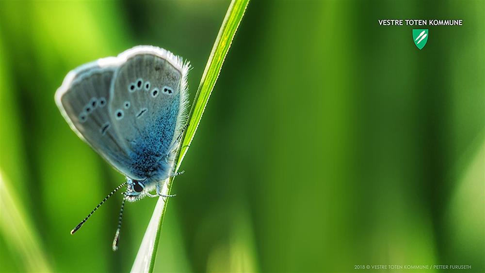 Teamsbakgrunn 10: Sommerfugl i totenland (Hågår).  Foto: Petter Furuseth  - Klikk for stort bilde